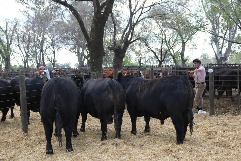 Se sostienen la invernada y los toros