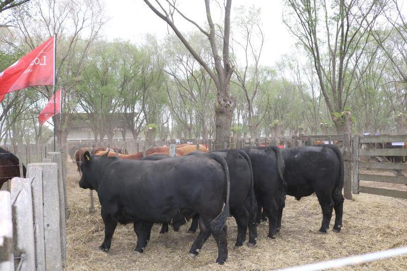 Se sostienen la invernada y los toros