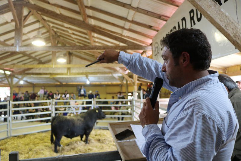 Se sostienen la invernada y los toros