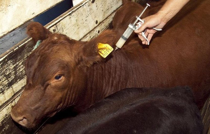 Verifican la vacuna Cepa  19 utilizada para el control  de la brucelosis en bovinos