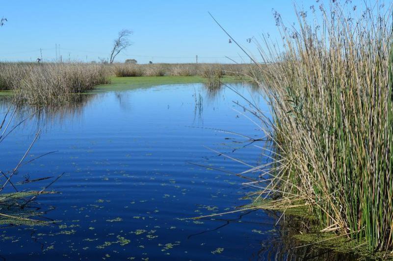 Se realizará en Azul el X Congreso de Ecología  y Manejo de Ecosistemas Acuáticos Pampeanos