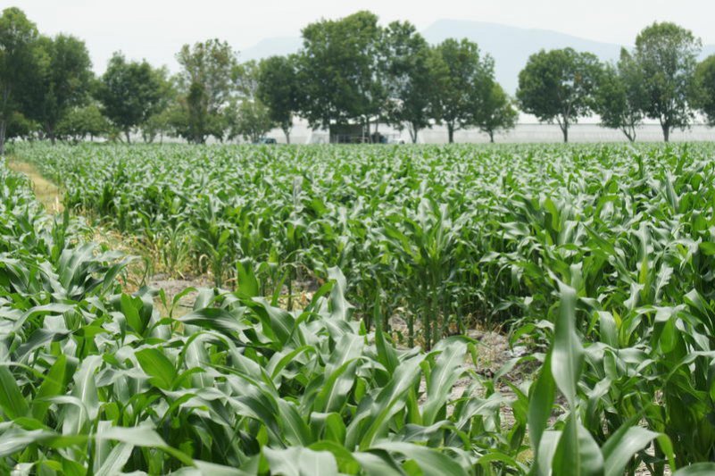 Lluvias mejoraron las  reservas de agua para  los cultivos de verano