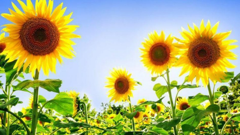 La siembra de girasol  avanzó al 98 por ciento  y con muy buen estado