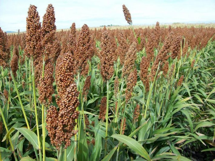 La siembra de sorgo  avanzó al 40% de la  superficie estimada