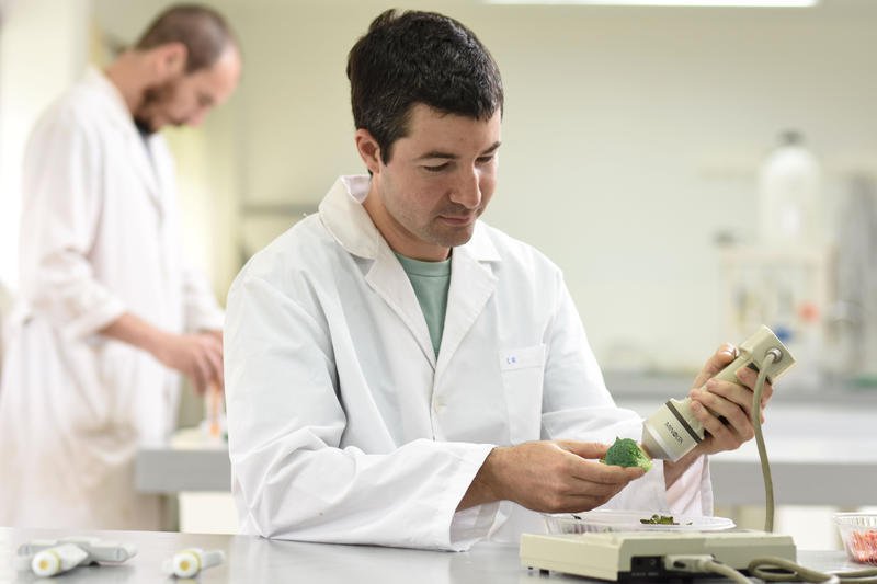 Investigadores buscan extender la vida del brócoli post cosecha con luces LED