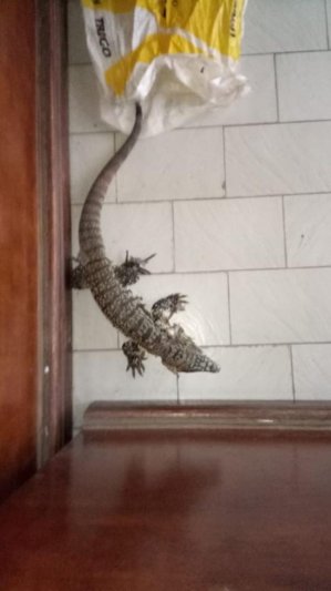 Un lagarto suelto en la ciudad