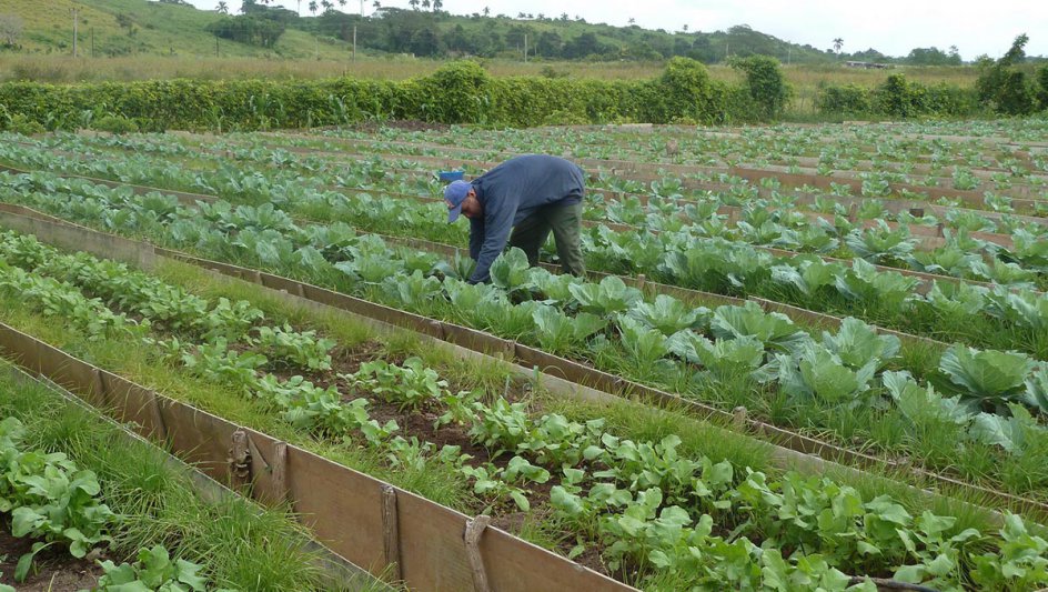 Horticultura Km 0: una realidad a nivel  mundial y una nueva tendencia regional