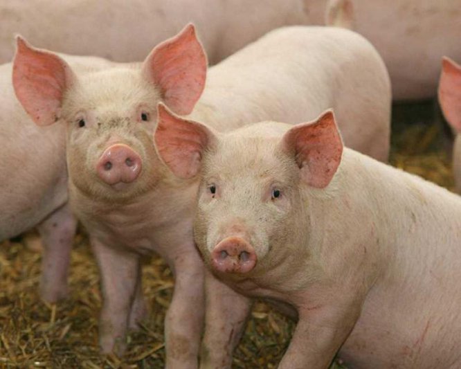 El SENASA reforzó las medidas de prevención  para evitar el ingreso de la Peste Porcina Africana