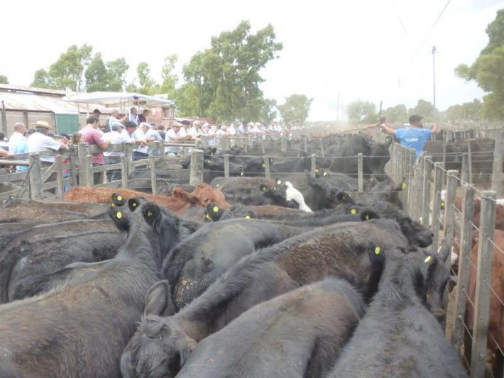 Termina la fina y arranca el 2020 en los corrales 