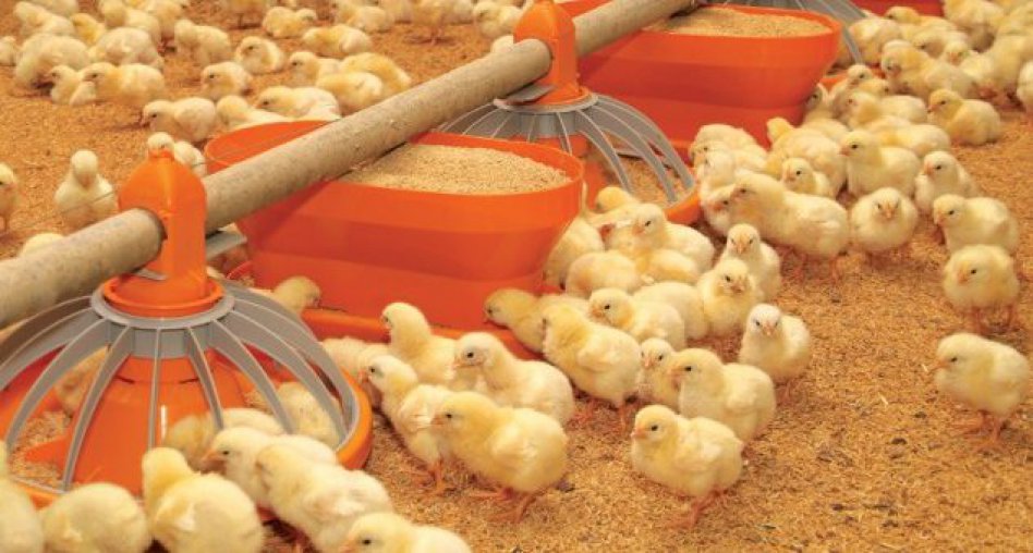 Productores denuncian falta de maíz