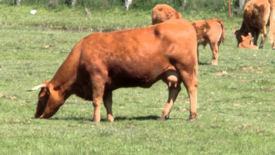 Agroecología, una posible herramienta  para potenciar la ganadería sustentable