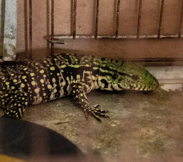 Joven había comprado un lagarto y  se lo mandaron en una encomienda