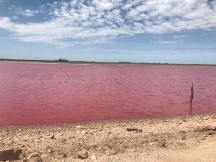 La laguna de Darregueira se tiñó de rojo y el fenómeno sorprendió a los vecinos