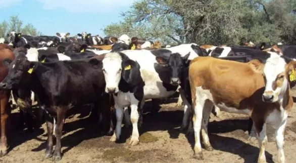 Pautas para el manejo de los rodeos de cría 