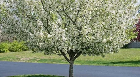Cultivando un árbol frutal en casa