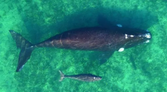 Las ballenas empiezan a asomarse en Madryn