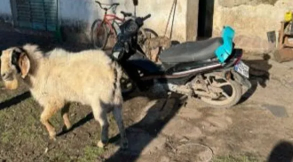 Recuperaron en Olavarría una moto que había sido sustraída en Azul