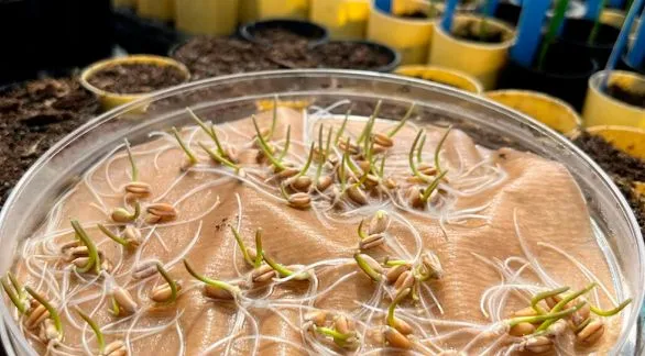 Científicos argentinos realizaron un descubrimiento clave para aumentar el rendimiento del trigo