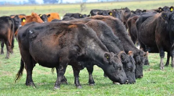 En el primer semestre del año creció la faena de hembras más de 47 por ciento