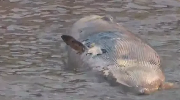 Encuentran otra ballena muerta sobre la Costanera