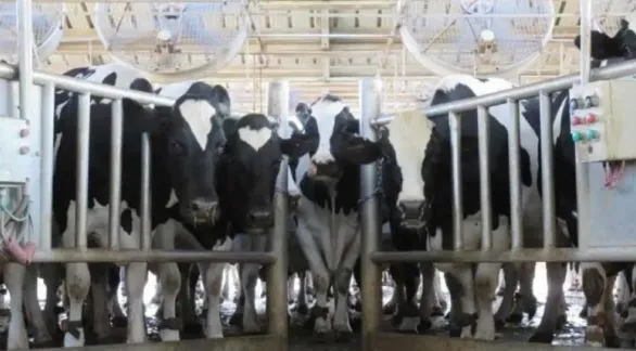  La producción de leche muestra  signos de una clara recuperación